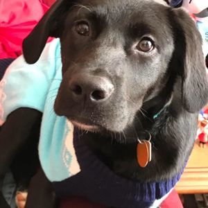 Meet your Posher, Ann